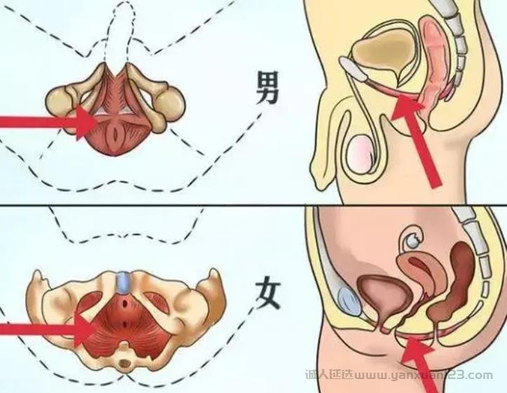 什么是凯格尔运动？凯格尔练习具体是收缩的哪里
